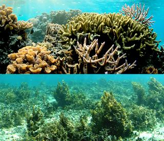 Regulated vs. unprotected Pacific reefs photo