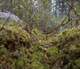 Peat moss floor of a boreal bog in Minnesota