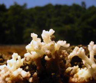 Pocillopora coral dying