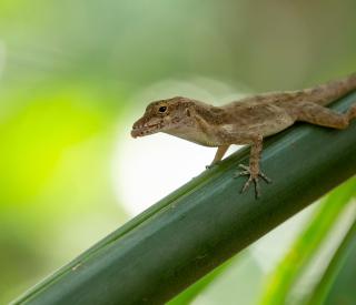 A Puerto Rican crested anole, Anolis cristatellus (Credit: Day's Edge Productions)
