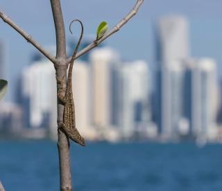 A Cuban brown anole (Anolis sagrei) in Miami (Credit: Day's Edge Productions)