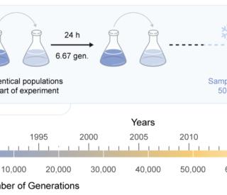 Founded in 1988, the Long-Term Evolution Experiment (LTEE) is the world’s longest-running ongoing evolution experiment now spanning 75,000 generations. (Illustration: Mark Belan/ArtSciStudios)