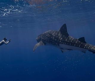 Cameron Perry with Whale Shark