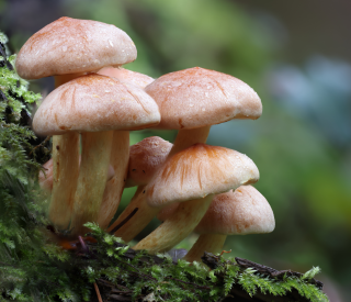 Fungi growing on plants in a forest