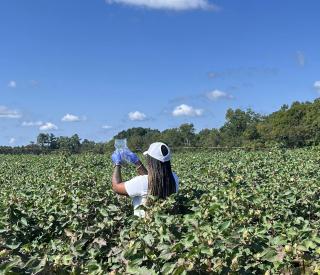 A researcher works in a cotton field in Jenkins County, Georgia, as part of a project on AI and pesticide use. Dorothy Seybold