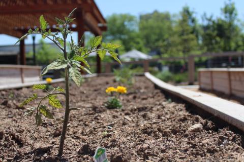Tomato plants in the new community garden