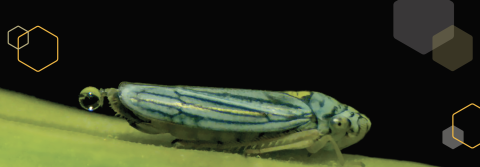 sharpshooter graphic