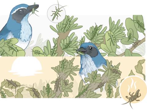 A long-term field study of Californian stick insects (Timema cristinae) reveals how competing selection pressures shape their evolution. (Illustration: Mark Belan/ArtSciStudios)