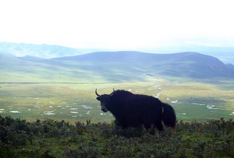 Tibetan Plateau grasslands support a variety of animals